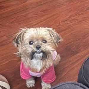 Image of Bella, Lost Dog