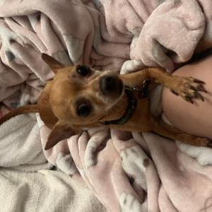 Image of Baku, Lost Dog