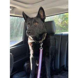 Image of Unknown, Found Dog