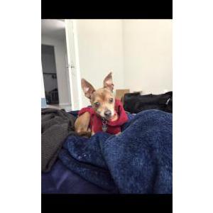 Image of Zena, Lost Dog