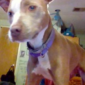 Image of Rose', Lost Dog