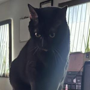 Image of Salem, Lost Cat