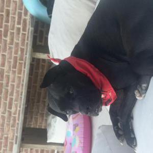 Image of Larry, Lost Dog