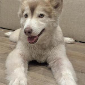 Image of Ruby, Lost Dog