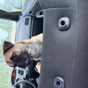 Image of Quix, Lost Dog