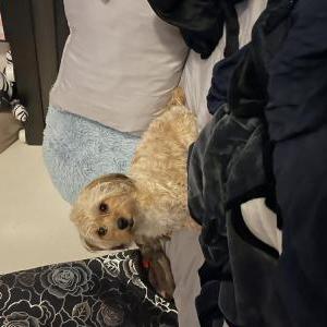 Image of Coco, Lost Dog