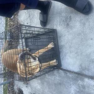Image of Unknown, Found Dog