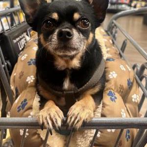 Image of Oni, Lost Dog
