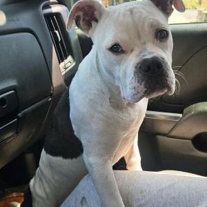 Image of minka, Lost Dog