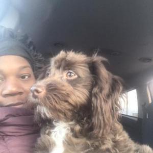 Image of Muffin, Lost Dog