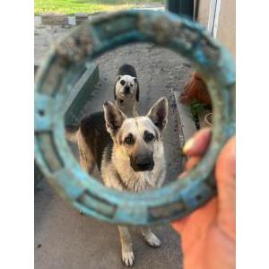 Image of Rocco, Lost Dog