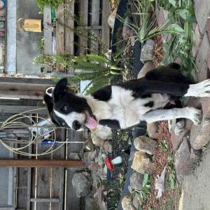 Image of Unknown, Found Dog