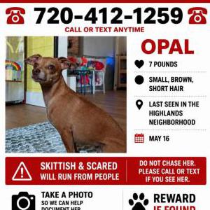 Image of Opal, Lost Dog