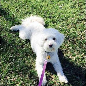 Image of Nola, Lost Dog