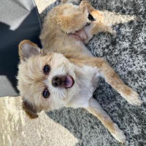 Image of Roy, Lost Dog
