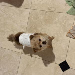 2nd Image of Roy, Lost Dog