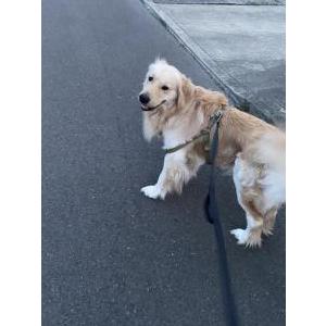 Image of Hawk, Lost Dog
