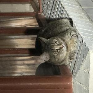 Image of Pickle, Lost Cat