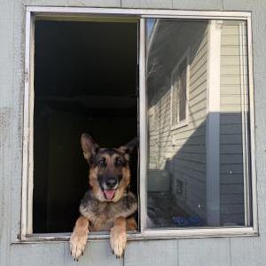 Found Dog unknown