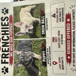 Image of Puppy, Lost Dog