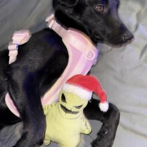 Image of Paige, Lost Dog