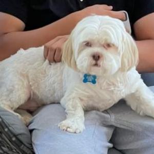 Image of Bruno, Lost Dog