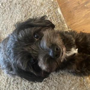 Image of Jackson, Lost Dog