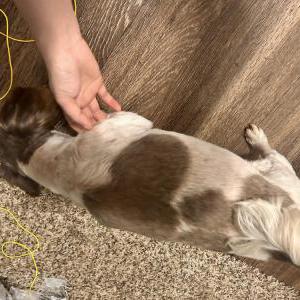 Image of Unknown, Found Dog