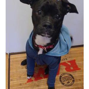 Image of Buddy, Lost Dog