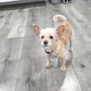 Image of Scruffy, Lost Dog