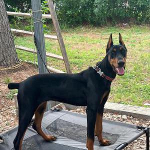Image of Pequi “pecky”, Lost Dog