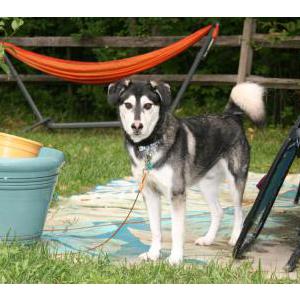 Image of Zeno, Lost Dog
