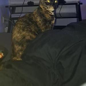 Image of Daisy, Lost Cat