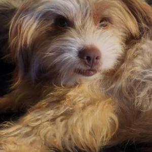 Image of Junior, Lost Dog