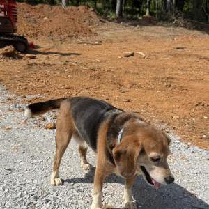 Image of Cooper, Lost Dog
