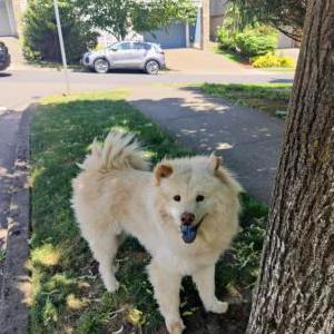 Image of Unknown, Found Dog