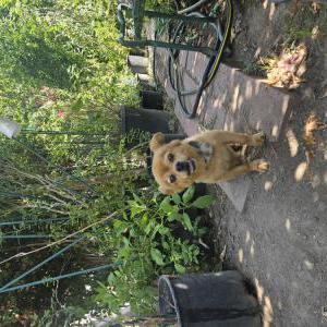 Image of Fico, Lost Dog