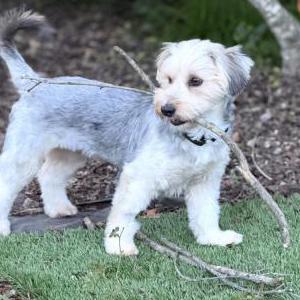 Image of Ellie, Lost Dog