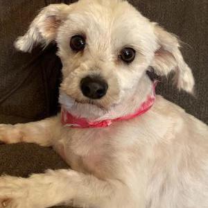 Image of Sofie, Lost Dog