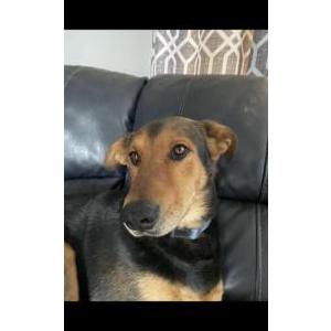 Image of Apollo, Lost Dog