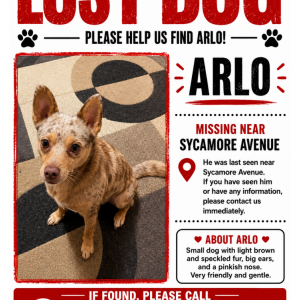Lost Dog Arlo