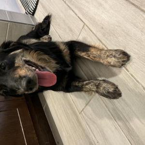 Image of Unknown, Found Dog