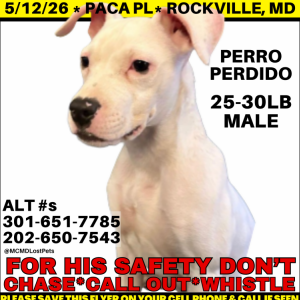 Image of Baxter, Lost Dog