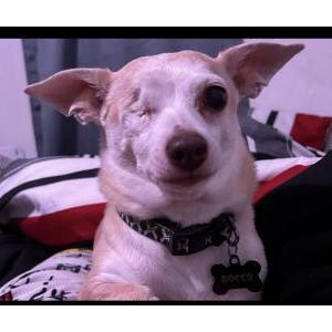 Image of Rocco, Lost Dog