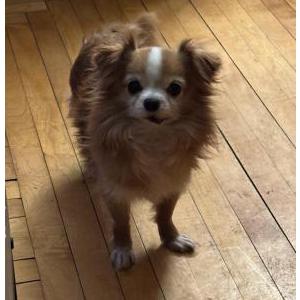 Lost Dog Max