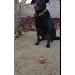 Image of Satey, Lost Dog