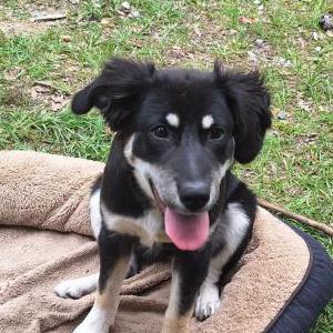 Image of Angel, Lost Dog