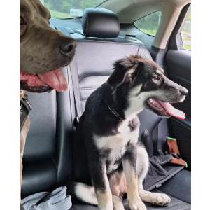 2nd Image of Angel, Lost Dog