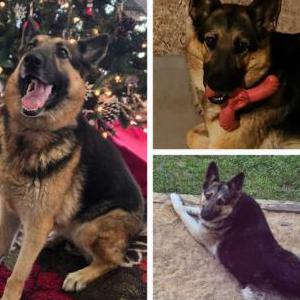 Image of Cleo, Lost Dog