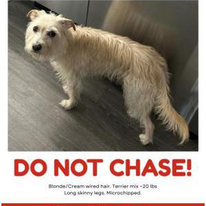 Image of Millie, Lost Dog